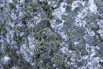 Rock Background Texture - abstract nature background - white qua