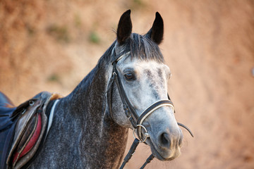 Fototapeta premium Portrait of a beautiful gray horse