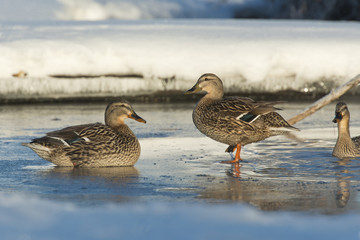 Hen Mallards
