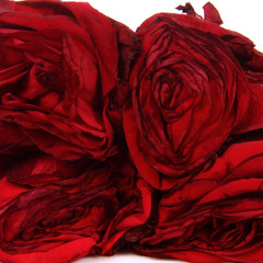 Red faded roses