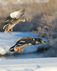 Pair of Mallards coming into land