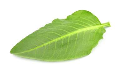 Obraz premium leaves sorrel