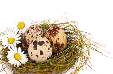 Quail's Eggs and chamomiles in a Nest