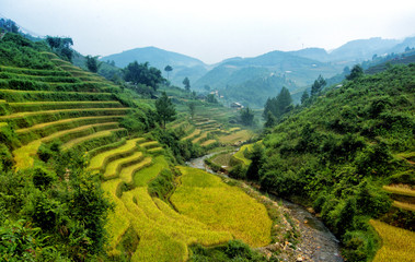 Fototapeta na wymiar rice field on terraced in mountain.