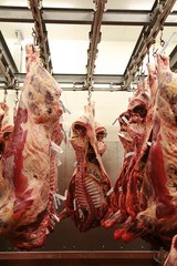 Cattle carcass maturing in a refrigerator