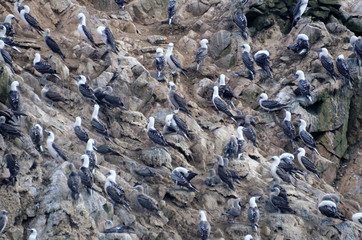 birds on ballestas islands