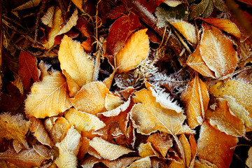 frozen autumn leaves