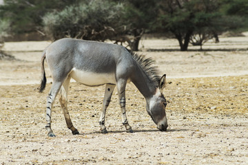Somali wild ass in nature reserve of Israel