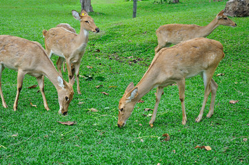 Deer (brow-antlered)