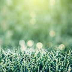 Morning Dew Background