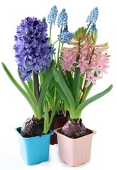 Obraz premium spring flowers