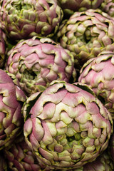 Fototapeta premium Globe artichoke, Cynara cardunculus