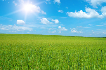 Fototapeta premium Wheat-field in sunshine in spring