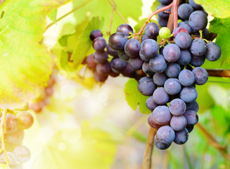 Blue grapes on vine
