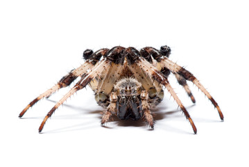 spider