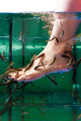 Kangalfische knabbern Hornhaut am Fu&szlig;