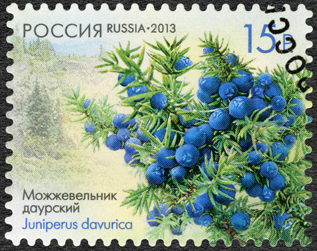RUSSIA - 2013: shows Daurian juniper (Juniperus davurica), serie