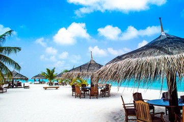 Deck chairs under palm trees
