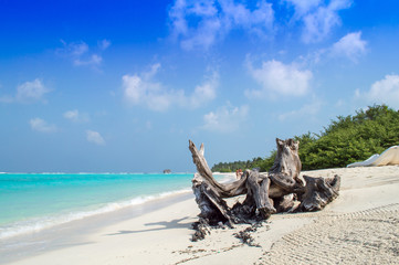 Tree Trunk on Tropical Beach - Maldives