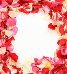 frame of beautiful petals of roses