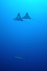 Spotted Eagle Rays and Grey Reef Shark