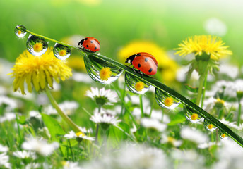 fresh morning dew and ladybird