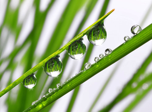 Fresh grass with dew drops close up