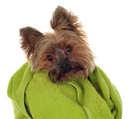 Yorkshire Terrier with green towel, before the bath