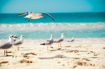 Fototapeta premium seagulls are flying