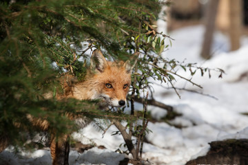 hiding fox
