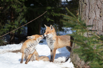 foxes in love