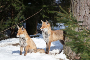 two foxes in winter