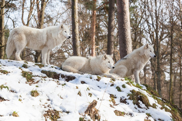 meute de loups arctiques sur une colline en hiver