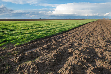 young wheat