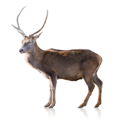 Portrait Of Antelope