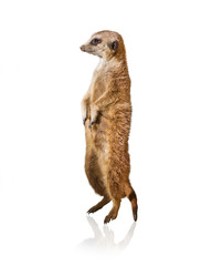 Portrait Of Meerkat