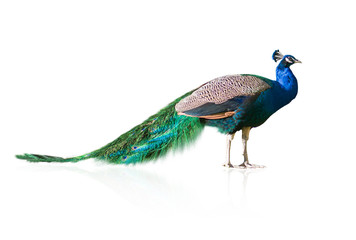 Beautiful Peacock