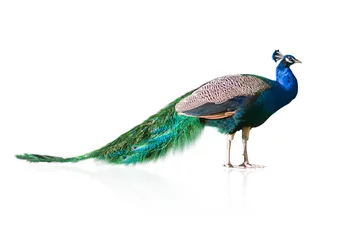  Beautiful Peacock © Krakenimages.com