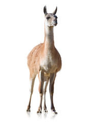 Portrait Of Llama