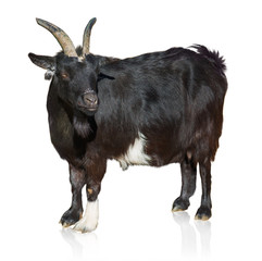 Portrait Of Goat