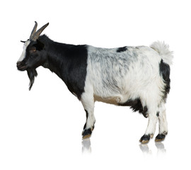 Portrait Of Goat