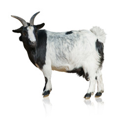 Naklejka na ściany i meble Portrait Of Goat