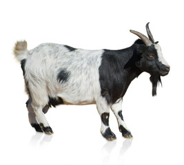 Portrait Of Goat