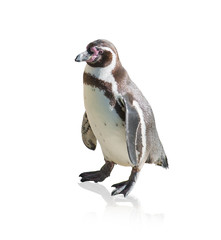 Obraz premium Portrait Of Penguin