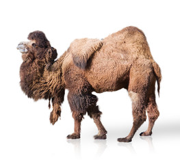 Portrait Of Camel