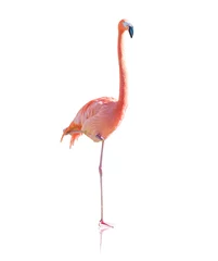 Fotobehang Portrait Of Flamingo © Krakenimages.com