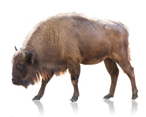Portrait Of Bison
