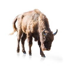 Portrait Of Bison