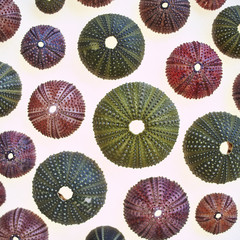 Variety of colorful sea urchins