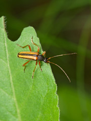 Brown bug on a green leaf